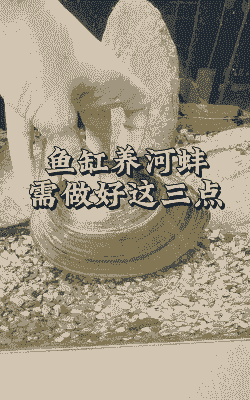 野生河蚌怎么入缸养殖