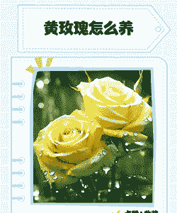 黄玫瑰怎么养殖