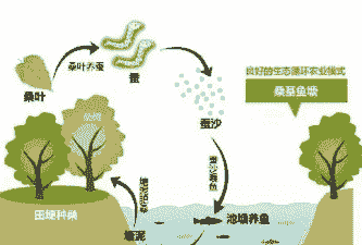 牛粪对鱼养殖怎么利用