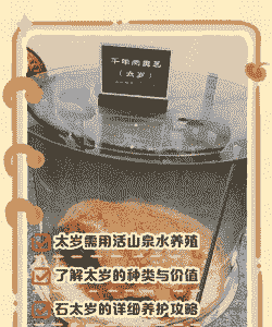 太岁在家怎么养殖