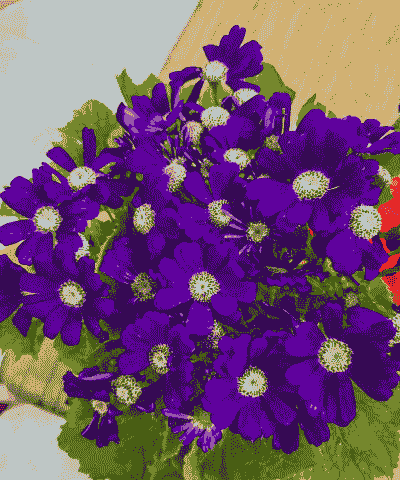 春天紫色的花怎么养殖