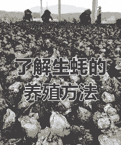 生蚝怎么养殖方法