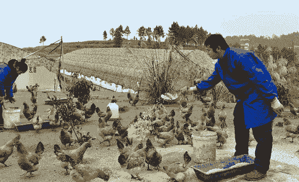 农民种植养殖怎么样