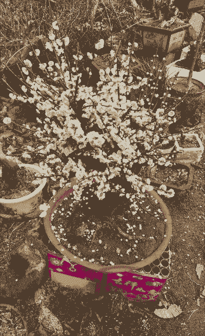 金钱绿萼梅怎么养殖