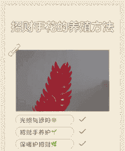 招财手花怎么养殖