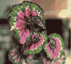 彩蜗牛秋海棠怎么养殖