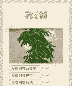 摇钱树在阳台上怎么养殖