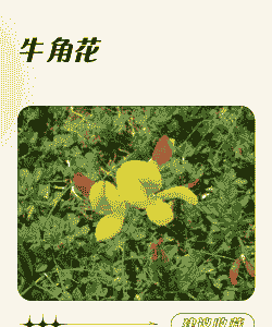 刺角花怎么养殖的