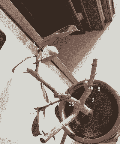 橡皮树发芽怎么养殖