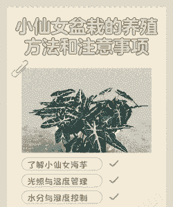 小仙女怎么养殖方法