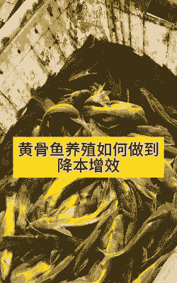 黄骨鱼怎么的养殖