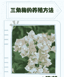 疫情下的花卉怎么养殖