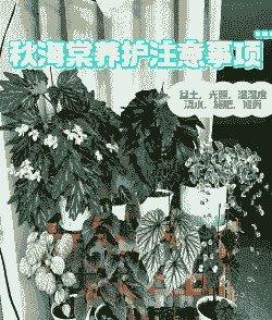 盆景花卉秋天怎么养殖