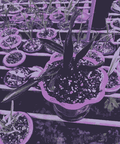 文山佳龙兰花怎么养殖