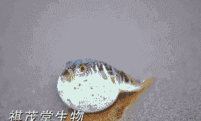 养殖河豚生病怎么办