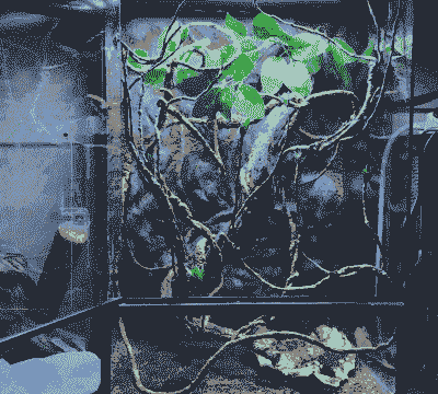 树栖蛇该怎么养殖