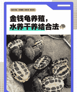 鱼缸怎么养殖金钱龟