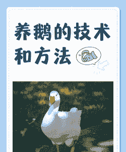 小鹅怎么养殖技术