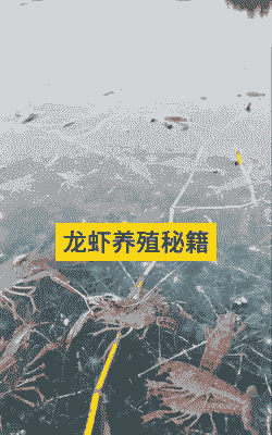 在山上抓到龙虾怎么养殖