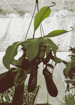 黑宝怎么养殖方法如下