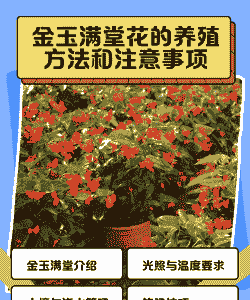金玉满堂花怎么养殖