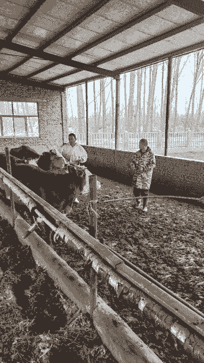 舟山小黄牛怎么养殖技术