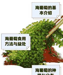 海葡萄怎么人工养殖