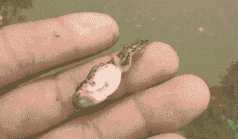 养殖蝌蚪发白怎么回事