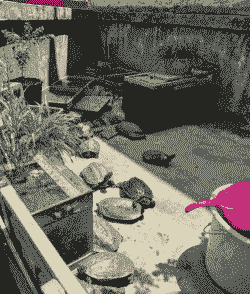 小乌龟昆明冬天怎么养殖