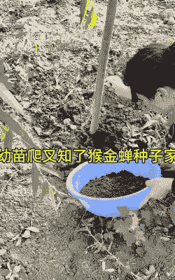 幼蝉猴怎么养殖