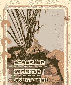 兰花开放后怎么养殖