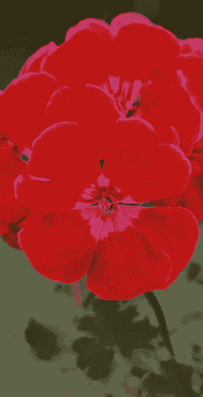 石腊红花怎么养殖