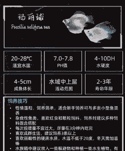 球玛丽鱼怎么养殖