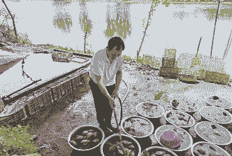 农村养殖水产怎么样