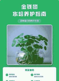 水培铜钱树怎么养殖方法