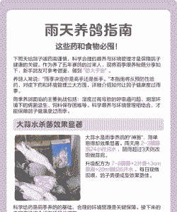 雨天幼鸽怎么养殖好