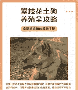 攀枝花怎么养殖的