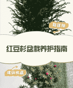 红豆树怎么样养殖