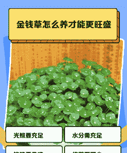 金钱草图片怎么养殖