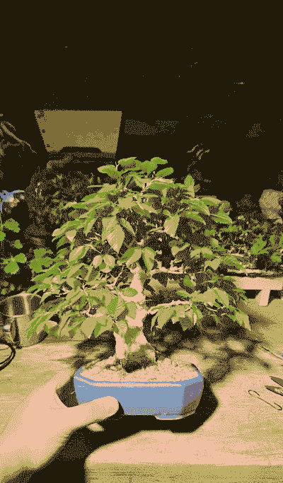 鹅耳枥盆景为什么贵