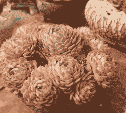 恩斯诺多肉怎么养殖