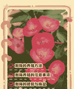 刺儿梅怎么养殖技术