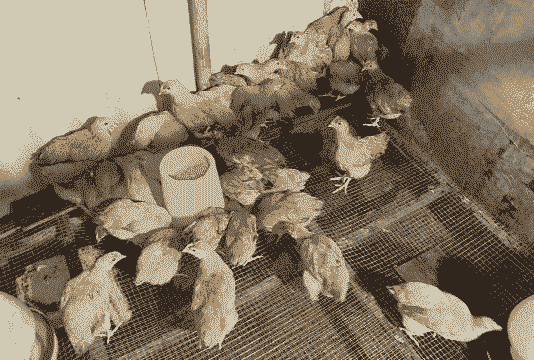 市场的小鸡仔怎么养殖