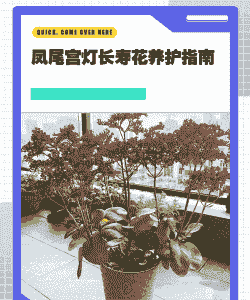 夏季灯笼长寿花怎么养殖
