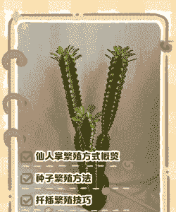 美国仙人掌怎么养殖