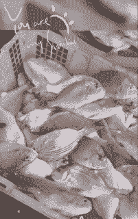 海南鱼怎么养殖才能旺盛