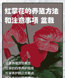 花盆怎么养殖红掌兰