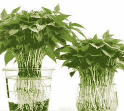 为什么水培没有土培好