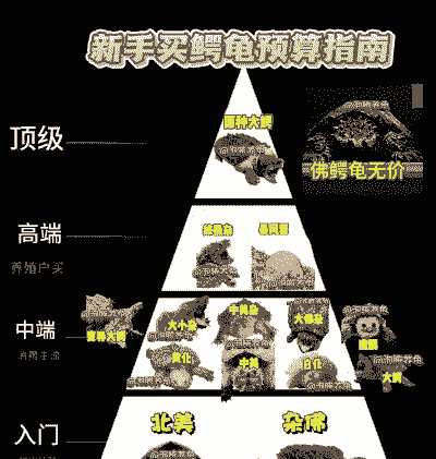 鳄龟在网上怎么养殖