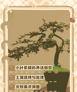 小叶紫檀和菩提怎么养殖